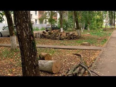 Спилили, но не вывезли
