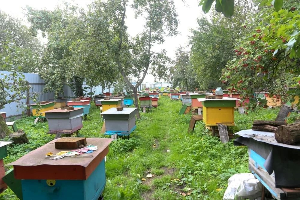 Повелитель пчёл. Репортаж с пасеки в деревне Слотино