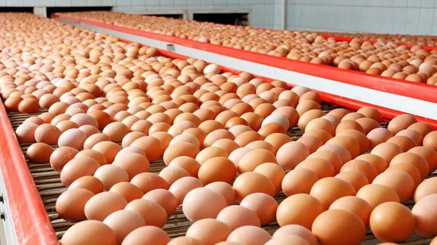 Производство яиц в Подмосковье увеличилось на 13,6 процента