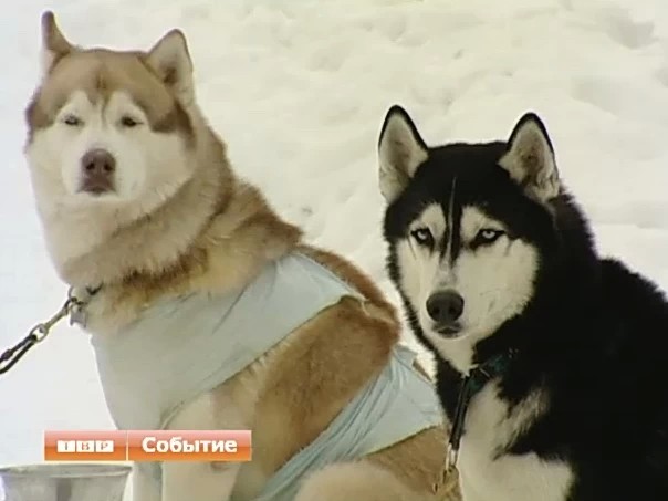 Ездовой спорт - заразительное хобби. Те, кто хоть раз вышел на трассу, редко сходят с дистанции