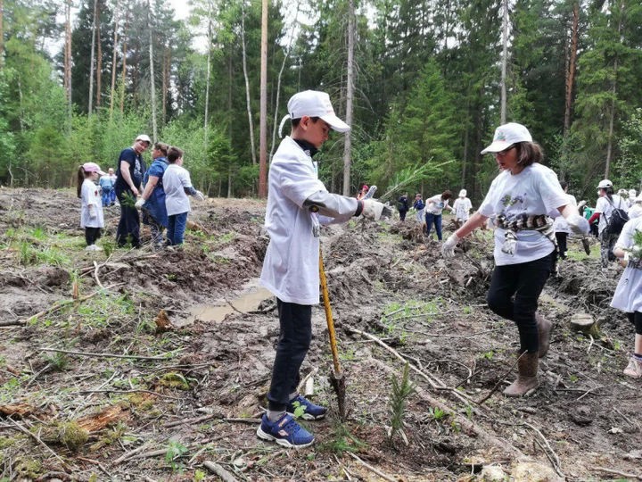 Акция "Лес Победы" стартовала в Сергиево-Посадском городском округе