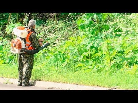 Шаг за шагом к победе над борщевиком