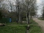 Кошка погибла от бешенства