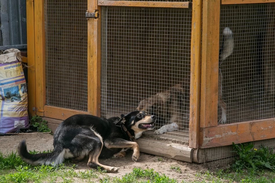 Профилактика бешенства среди животных