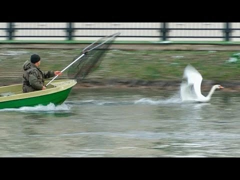 Лебеди с Белого пруда отправились зимовать