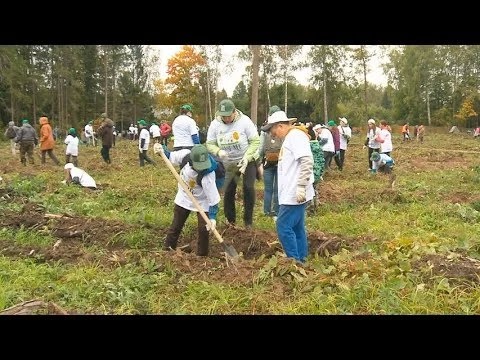 Власти постараются сделать удобным и простым участие в акции по посадке леса