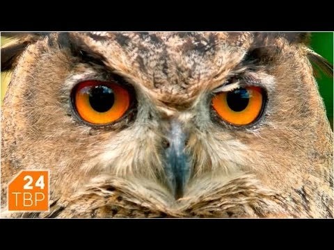Лунная поляна