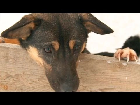 В приюте бездомных животных