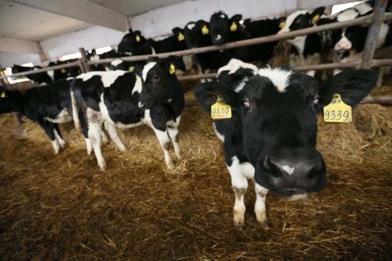 Сергиево-Посадский округ занимает первое место в регионе по производству молока