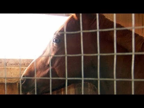В Краснозаводске казачьей джигитовке учат с 7 лет