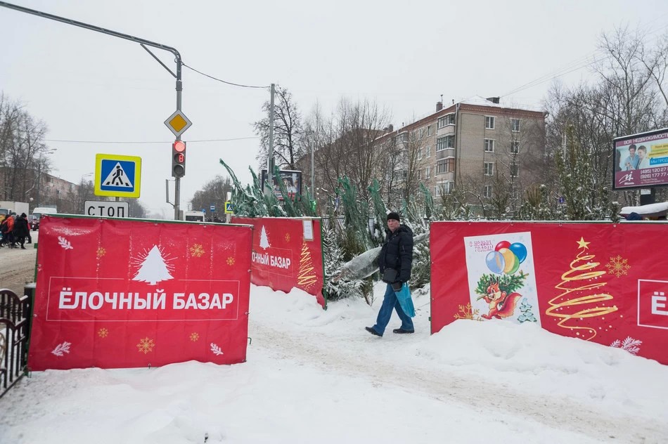 Хвойные заповедники открылись в городе