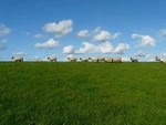 Районный АПК: кормим себя и Подмосковье