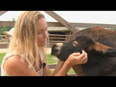 В этнопарке пополнение – весёлый ослик