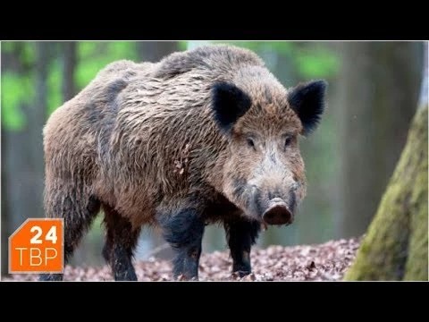 Похоже, кабаны в Напольском не такие уж дикие