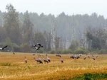 Лучше журавль в небе...