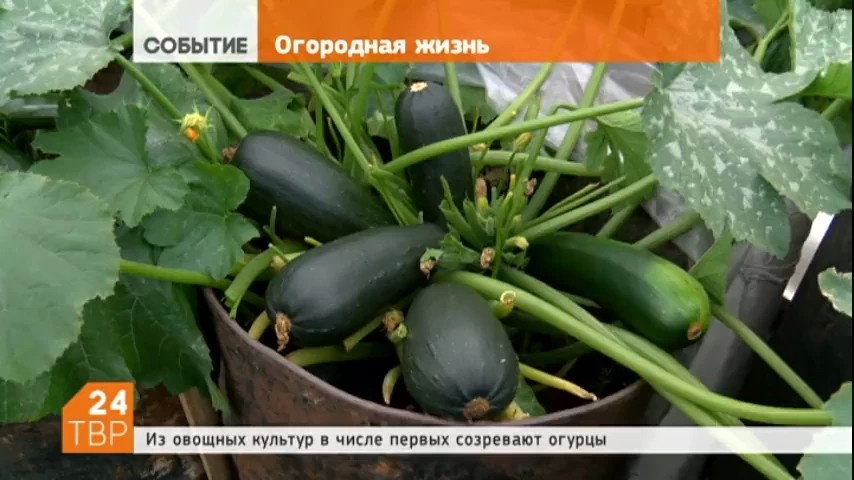 У огородников приятные хлопоты — сбор урожая
