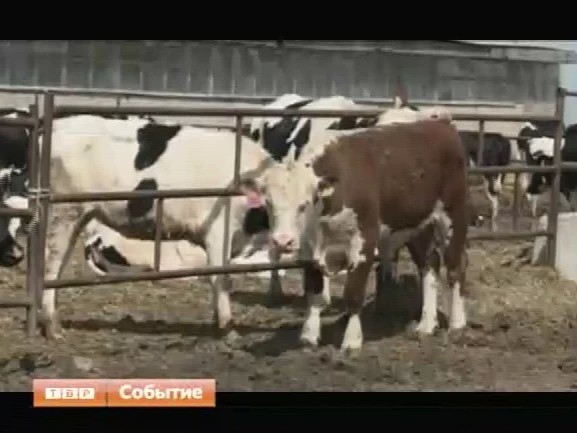 Сергиево-Посадский район - в числе лидеров по объёмам производства молока в Подмосковье