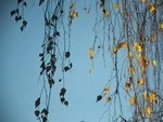 Интрига фотоотражения