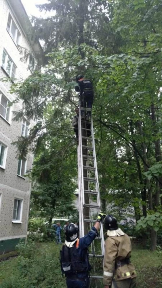 В Сергиевом Посаде спасатели сняли с дерева мужчину с котенком