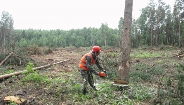 В Закубежье проведут санитарную вырубку леса