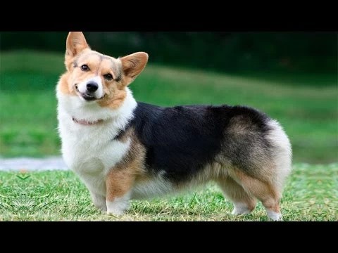 Собака-улыбака вельш-корги пемброк