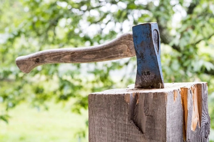 Куда жаловаться, если соседи пилят деревья?