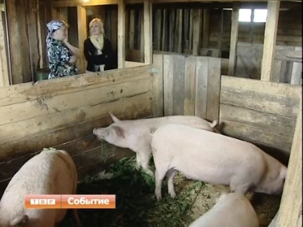 Африканская чума свиней возвращается. В Московской области зафиксированы вспышки заражения смертельным вирусом