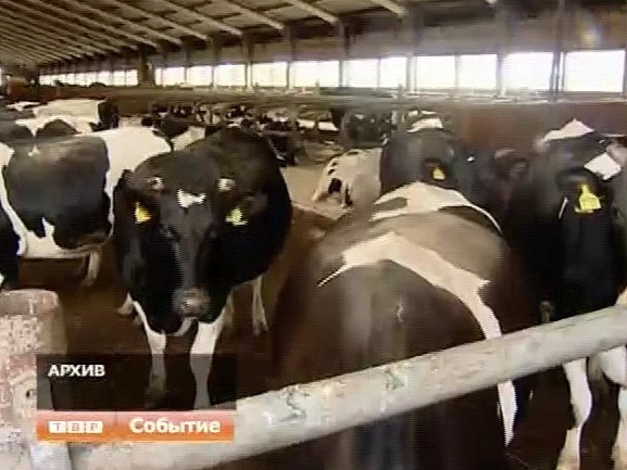 В Сергиево-Посадском районе реконструируют 25 ферм по производству молока
