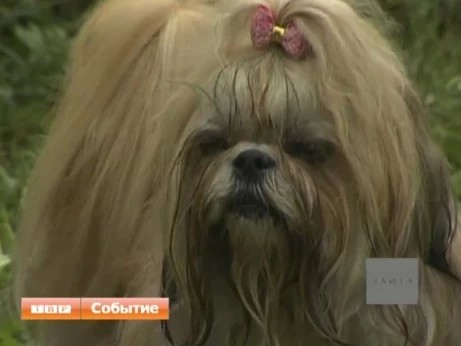 Что делать, если четвероногий друг получил тепловой удар?