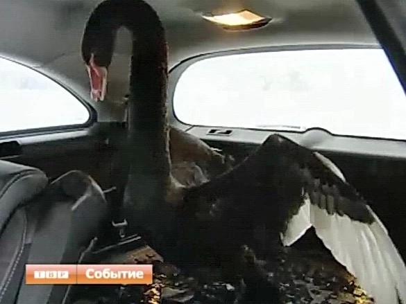 Лебедей из Келарского пруда наконец переселили на зимнюю квартиру