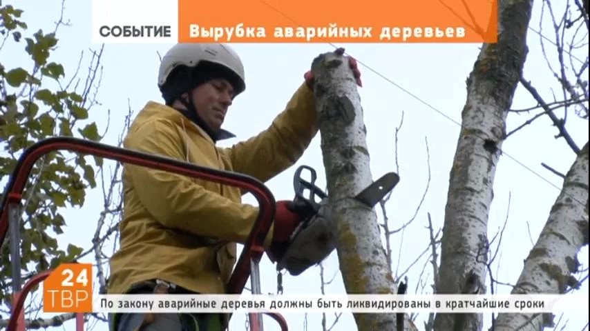 В Сергиевом Посаде ведут работы по вырубке аварийных деревьев