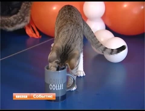 Кот, который приносит удачу