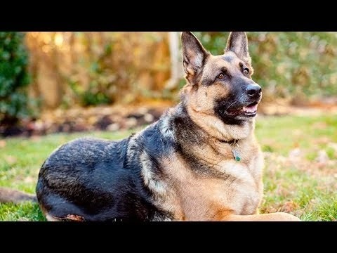 Ум, честь и сила немецкой овчарки