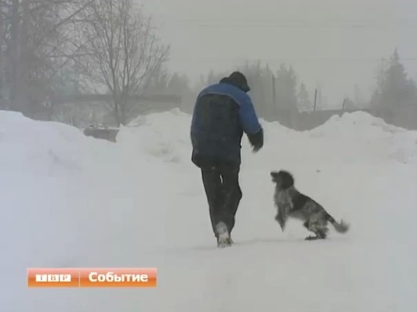 Гуляющих самостоятельно собак и кошек зачислят в разряд четвероногих бомжей