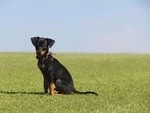 Внимание! Карантин по бешенству