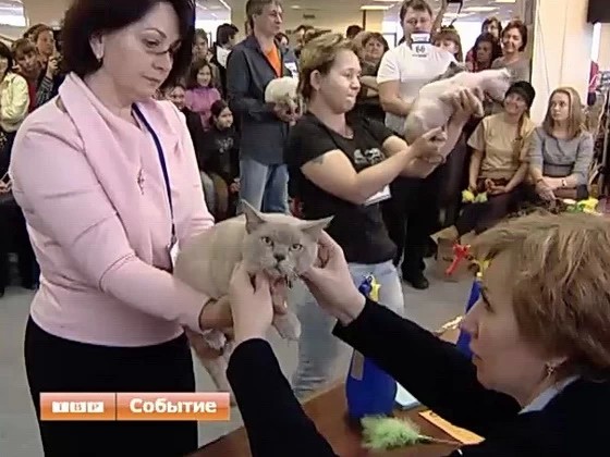 Голые и пушистые, суровые и добродушные, но все роскошные
