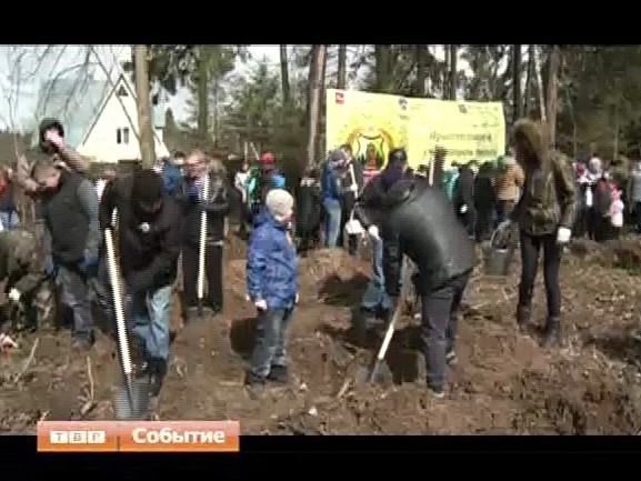Более двадцати тысяч деревьев в Хотькове высадили участники областной экологической акции "Лес Победы"