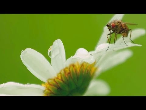 Лес после дождя