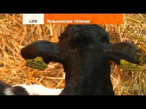 Кузьминские тёлочки