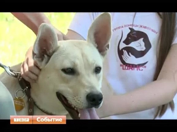 День помощи бездомным животным прошел в парке "Скитские пруды"