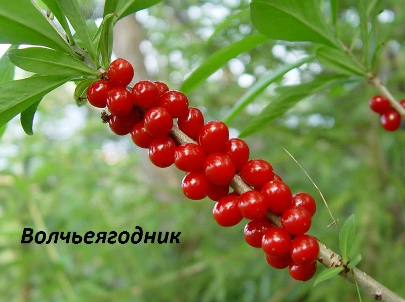 Минэкологии предупреждает: в Подмосковье плодоносят ядовитые растения