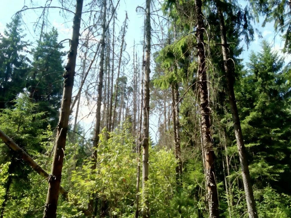 Лес у Васьково вырубают в санитарных целях из-за короеда