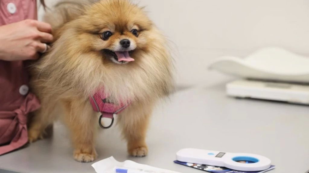 Вакцинация домашних животных против бешенства пройдет в парке «Скитские пруды» в Сергиевом Посаде