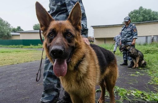 Кинологи познакомили воспитанников детского сада со своей профессией