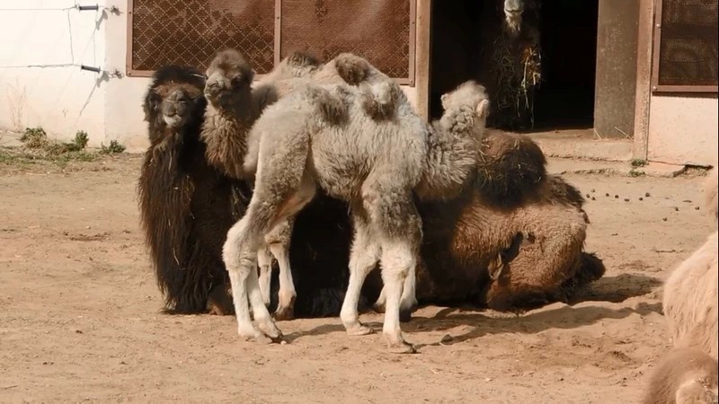 Минутка добрых новостей: в Московском зоопарке родились два верблюжонка. Видео