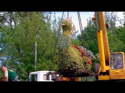 На Блинную гору сели Жар-птицы