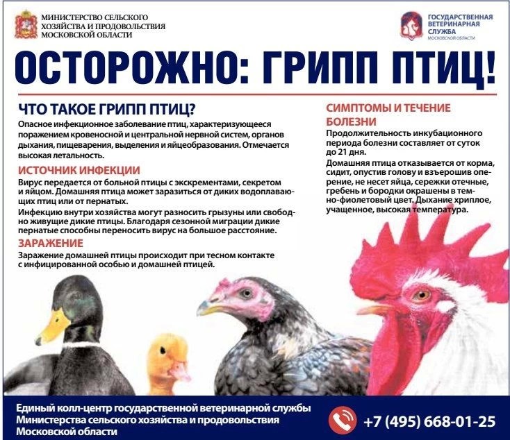 Осторожно: грипп птиц!