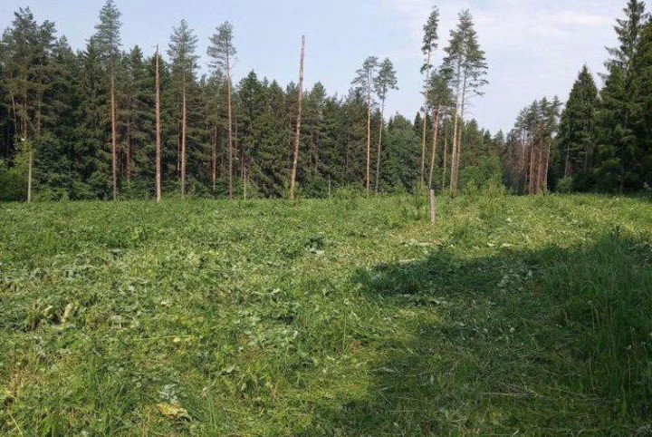 В Подмосковье за содержанием лесного фонда установлен мобильный контроль