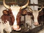 Обсудят проблемы производителей молока