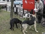 Отловят и отпустят?
